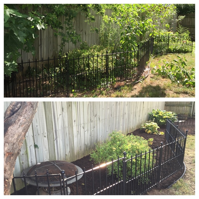 Before and after of our shrub pruning in Lexington, KY.